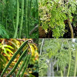 ibains Drumsticks seeds pack of 84 Seed-picture-19