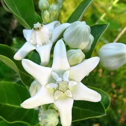 afartiobina Caladium Plant-picture-25