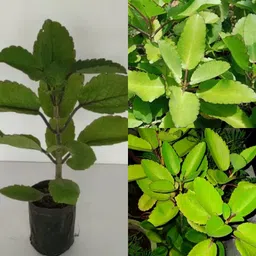 Bryophyllum Pinnatum/Patharchatta Plant-image-45