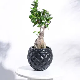 ugaoo Black Plastic Heraldry Ball Small Desk Pot-picture-27