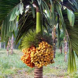 greenhavenn Betel Nut/Supari Plant image 3