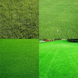 seedkart hybrid lawn ground grass seed Seed-picture-34