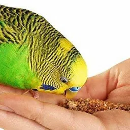 koo retails Moti Kangni Seeds Bird Food 2 KG (Brown/Black) Budgies Cockatiel & Lovebird etc. 2 kg Dry Adult, New Born, Senior, Young Bird Food image 3