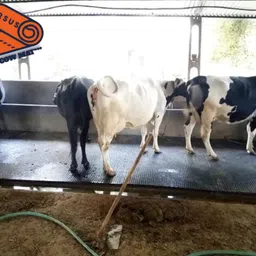 ursus Cow Mat, Feeding Mat,Easy Clean,Waterproof, Raised Edges, Mat for Cows, Buffalo XL Pet Bed-picture-18