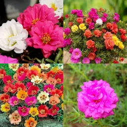 ibains Portulaca mix flower seeds garden pack pack of 36 Seed-picture-22