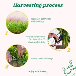 ugaoo Palak or Spinach Vegetable Seed image 4