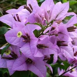 mamoni traders Bougainvillea Plant-picture-19