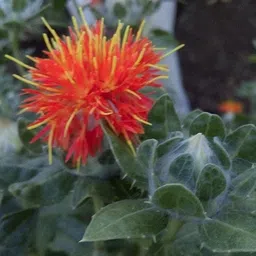 10pcs American Saffron Flower Seeds Orange Saffron Flower Garden Decor Plants Seed-image-22