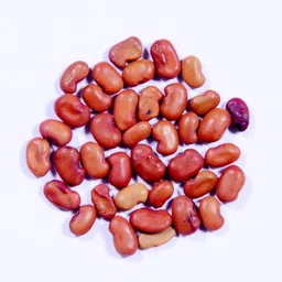 arshiayat agathi seeds, sesbania grandiflora seeds, Agati grandiflora Seed image 4