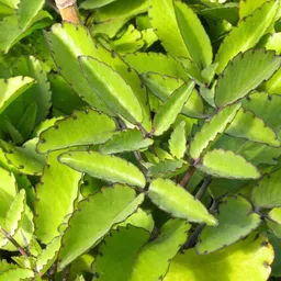 cloud farm Bryophyllum Pinnatum/Patharchatta Plant image 3