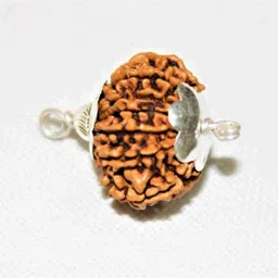 ceylonmine01 12 Mukhi Rudraksha Original Certified With Capping Silver Polish pendant Silver Wood Pendant image 3