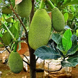 Jackfruit Plant-image-49