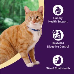 purrfeto dry adult cat food chicken & salmon 3 Kg | 40% reduction in UTD Salmon, Fish 3 kg Dry Adult Cat Food image 3