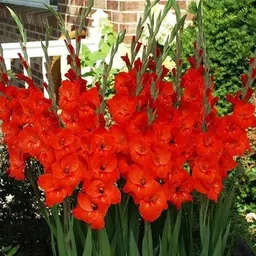florafusion Gladiolus/Sword Lily Plant image 5