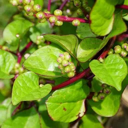 deys agro ® organic malabar spinach seeds,f1 hybrid poi saag seeds 128 Seed image 2