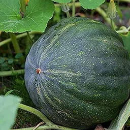 Hybrid Big Size Chennai Pumpkin Seeds Seed-image-51