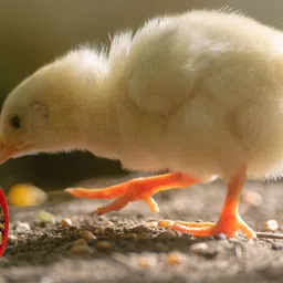 greenrock Chick & Quail Food Feeder & Drinker Combo 500 grams capacity (Pack Of 4) Common Bird Feeder image 4