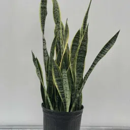 alogardening Snake Plant-picture-13