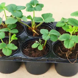 greenery nursery Strawberry Plant-picture-13