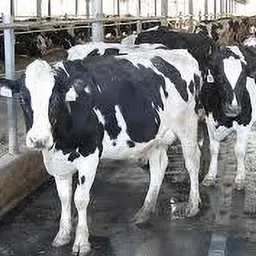 Shakti Long Lasting Ethylene Vinyl Acetate Free Easy Clean Cow, Dog, Guinea Pig, Hamster, Miniature Pig Pet Mat-image-52