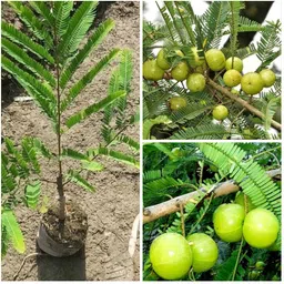 cloud farm Amla Plant-picture-14