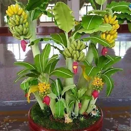 alogardening Banana Plant-picture-19
