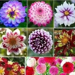 lifelex Dahlia Premium Quality Flower Seed-picture-11