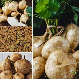 silba Yam Bean Seed, Jicama Seed, Sankalu Seed, Shankalu Bij Seed image 1