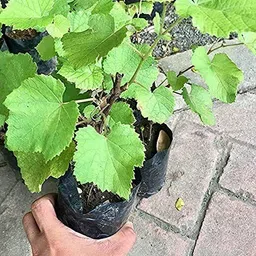 rimi Grapes Plant image 2