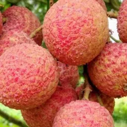 heaven of saplings Litchi Plant-picture-27