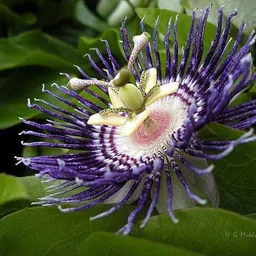 platone Passion Plant-picture-12