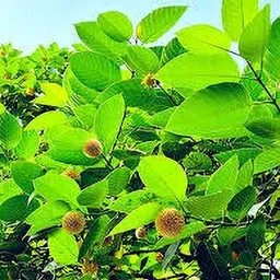 shree krishna bhander Kadam Plant image 4