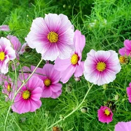 deys agro ™ mexican cosmos flower seeds mixed f1 hybrid Seed image 3