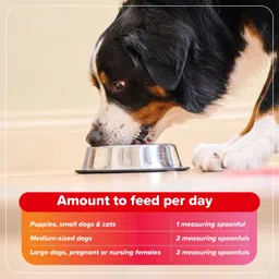 beaphar Bone Builder Powder with Calcium, Dog & Cat Pet Food for Strong Bones & Teeth 0.4 kg Dry Adult Dog & Cat Food image 5