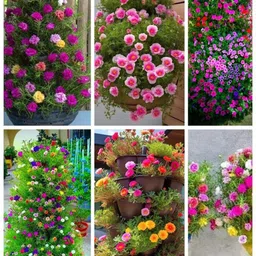 amajit Portulaca seeds,Moss Rose flower seeds,9 o clock flower seeds,Sun Rose seeds, Seed-picture-10