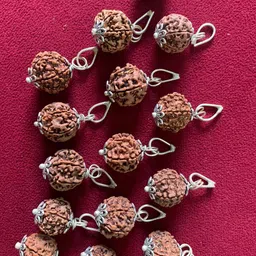 rudraksham 6 Mukhi Nepali Rudraksha Pendant With Certificate Of Authenticity (Set of 15) Silver Brass Locket Set-picture-19