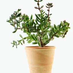 mamoni traders Jade Plant image 1