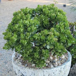petalpath Crassula Plant image 3