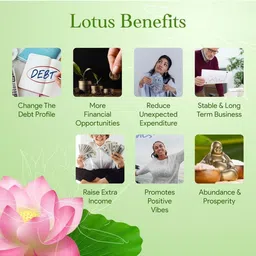 chemco Lotus Seeds/ Plant Seeds, A Grade Quality Seed image 4