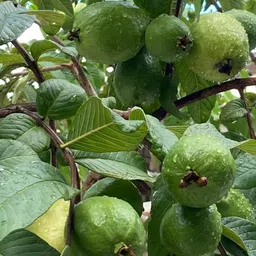 breezy blooms Guava Plant-picture-23