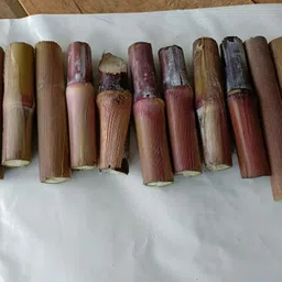 grow green organics Red Napier - 20 sticks and Smart Napier - 20 sticks | Pack of 40 sticks Seed image 2