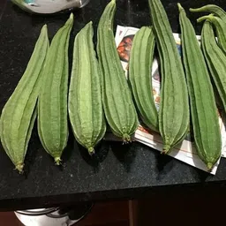 mamoni traders Ridge Gourd Seed, RG - 27 Organic Seed, Vegetable Seed for Gardening / Farming Seed image 3