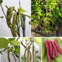 alogardening Shahtoot/Mulberry Plant image 2