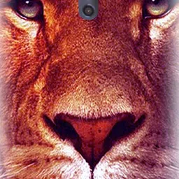 Snooky OPPO Reno 2 Mobile Skin-image-66