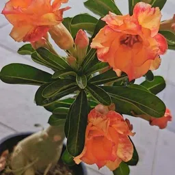 breezy blooms Adenium Plant-picture-37