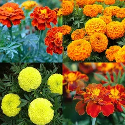 ibains Marigold seeds mix pack of 51 Seed-picture-10