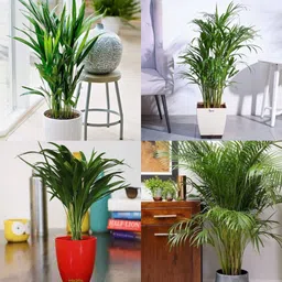 ibains erika seed pack of 23 Seed image 1