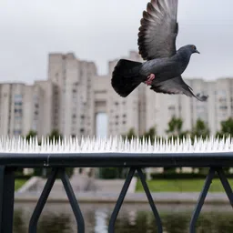 spikestore Bird Spike image 3