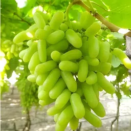 mohomaya Grapes Plant image 2