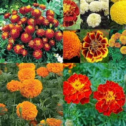 ibains Marigold seeds mixed pack of 51 Seed image 3
